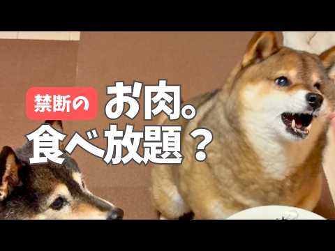 お肉を前に大興奮の柴犬をご覧ください。 サムネイル