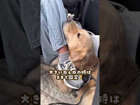 ゴールデンレトリバーの癖の強い車の乗り方 ゴールデンレトリバー 大型犬のいる生活 大型犬と子供 goldenretre… サムネイル