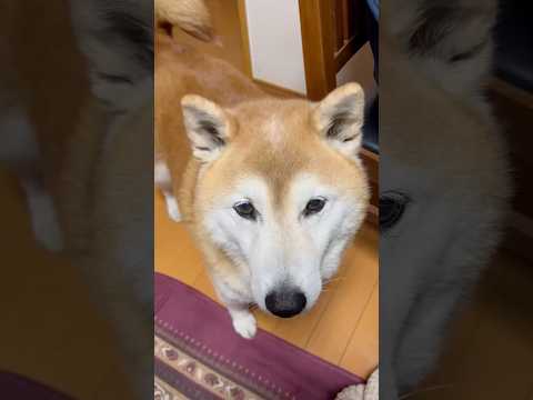 柴犬福 母にプチトマト貰った柴犬🤣Shiba-ASMR🤣shorts funny 柴犬 asmr funnydog d… サムネイル