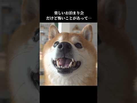 柴犬ハチは危機を察知⁉️ママのところに隠れて… shibainu 柴犬  犬のいる生活 サムネイル