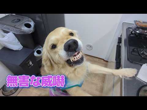 宇都宮で無害な威嚇発動。ゴールデンレトリバーティト