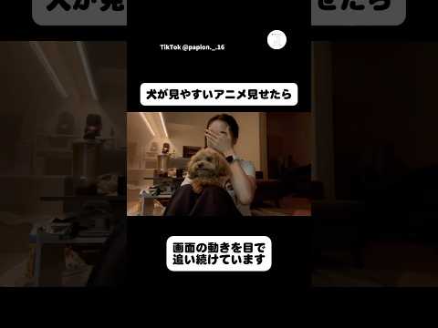 【感動】犬が見やすいアニメを再生した結果　　トイプードル　犬　いぬ　感度　犬のいる暮らし サムネイル