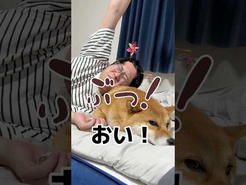 柴枕×背伸びっ屁　柴犬 shorts サムネイル