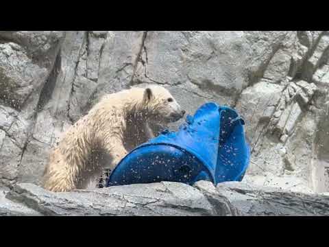 エイ！ヤー！っとしてプッシュ！プッシュ！プッシュ！　  ホッキョクグマのモモ太くん　男鹿水族館GAOにて　2026年5… サムネイル