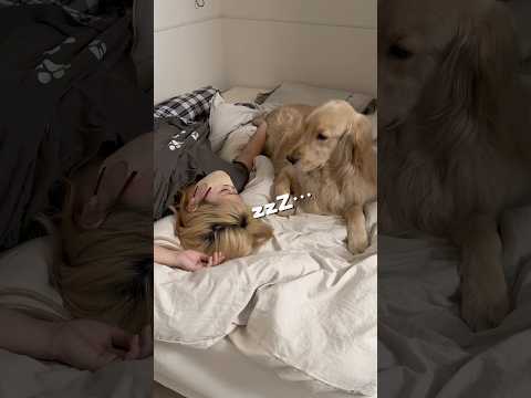 麹とドッグランに行く日のいちにち☺️最近暑くなってきましたねー！今年こそ熱中症には気をつけます☀️ゴールデンレトリバー… サムネイル