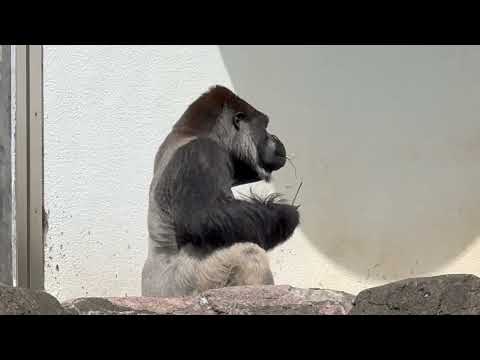 モンタくんはココで朝食　ニシゴリラ　千葉市動物公園にて　2026年4月19日 サムネイル