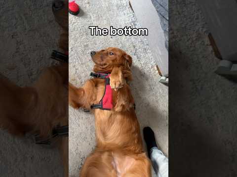 That's Clifford! サムネイル