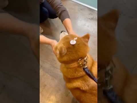 柴犬福 先生と看護師さんに応援されるも診察を拒否してしまう柴犬🤣Shiba-hospital😂姉と柴 shorts f… サムネイル
