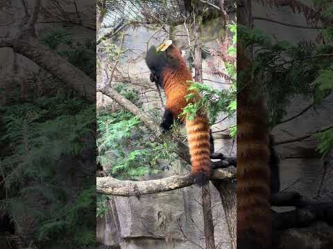 shorts レッサーパンダの大福　那須どうぶつ王国　IMG 8118 サムネイル