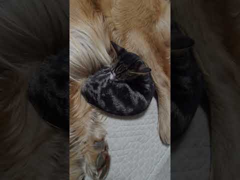 少し大人しい今夜のキビ。体重1.9Kg cat kitten 猫 子猫 仔猫 子猫の体重 ibukikohaku 癒し… サムネイル