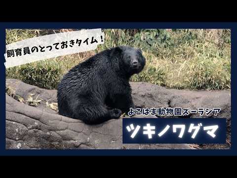 【よこはま動物園ズーラシア】ツキノワグマのメリー🐻飼育員のとっておきタイム！ サムネイル