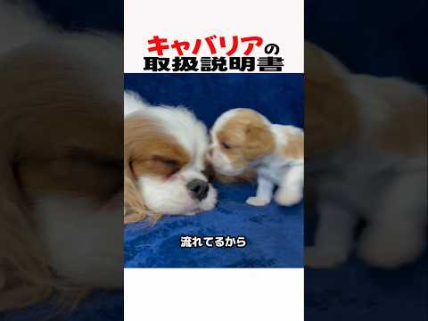 キャバリアの取扱説明書　キャバリア 犬のいる生活 犬のいる暮らし 犬好きさんと繋がりたい 元気お届け サムネイル