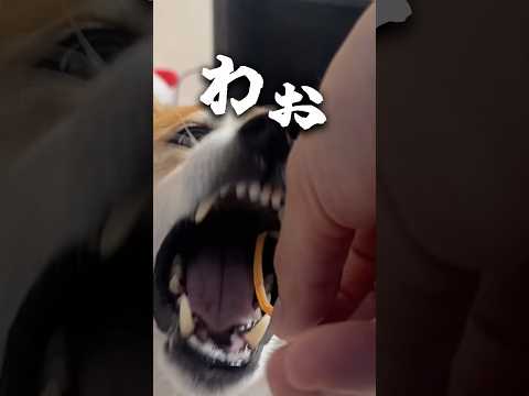 野生が顔を出した瞬間 サムネイル