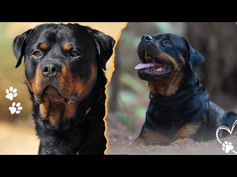 Rottweiler Facts Most People Get Wrong サムネイル