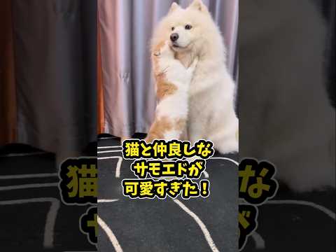 仕事で疲れた皆に贈る笑いと癒しのサモエド5選ww　サモエド サモエドスマイル 笑える 癒し 大型犬のいる生活 犬好きさ… サムネイル