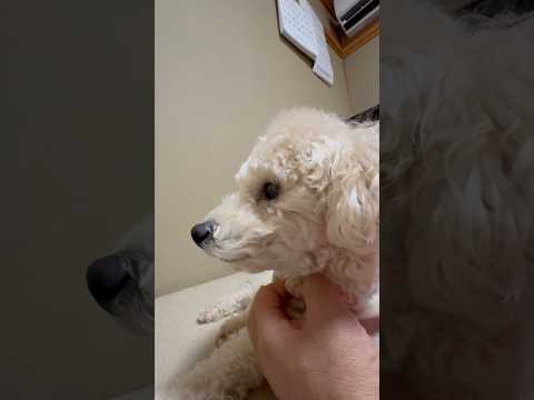 shorts 甘えたいタローちゃん　トイプードル　2026年1月12日 サムネイル