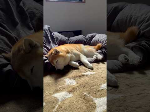 柴犬福 朝寝坊柴犬🤣Ovnrsleep-Shiba🤣shorts japanesedog 柴犬 shibainu do… サムネイル