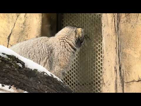 アブちゃんの他に飼育員さんも居たカナ😊？　マヌルネコのナゴムくん　那須どうぶつ王国にて　2026年1月30日 サムネイル