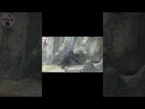 little gorilla screaming gorillatag taipeizoo 台北市立動物園 金剛猩猩…