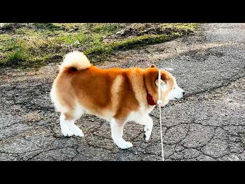 晴れの日は気合が入るため、ヒモが頭にグイーンってなっても強行突破する柴犬 サムネイル