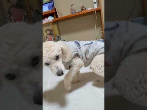 shorts 今夜のタローちゃん　トイプードル　2026年2月3日