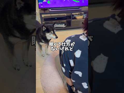 【感動🥹】飼い主への忠誠心をこれでもかと見せつける柴犬😭 サムネイル