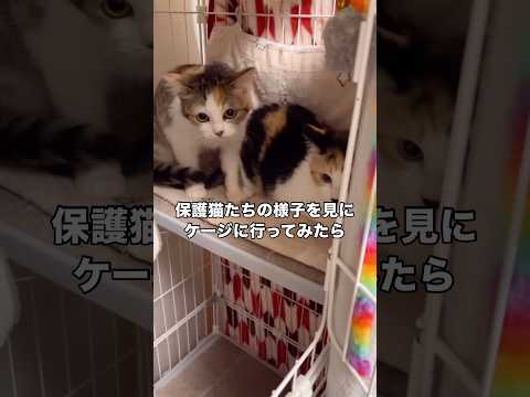 シャーありがとうございます！シャーはご褒美！ 保護猫 猫 子猫 shorts