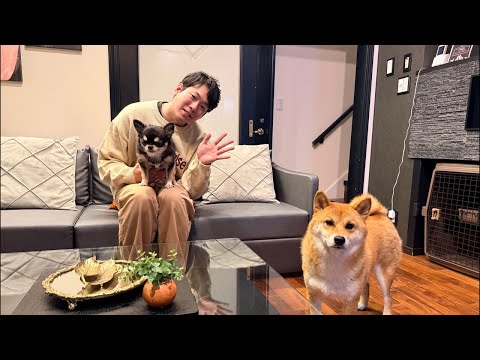 チワワの、のぶなが【柴犬と雑種犬ファミリーの爆笑日常】 がライブ配信中！ サムネイル