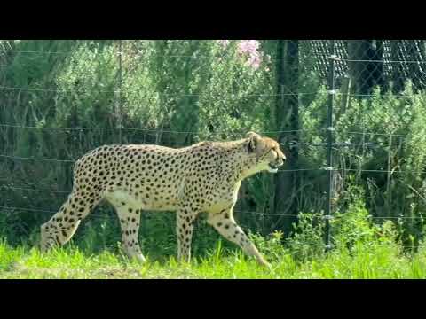 15時頃のアジャブさん　チーター　千葉市動物公園にて　2026年4月19日 サムネイル