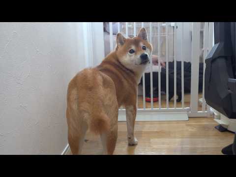 元気がない柴犬…本気で心配したらまさかの理由でした サムネイル