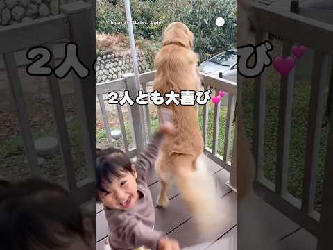 大喜びでお出迎えする2人が可愛すぎた🥰　　　　ゴールデンレトリバー 大型犬　犬　可愛い犬　犬のいる暮らし