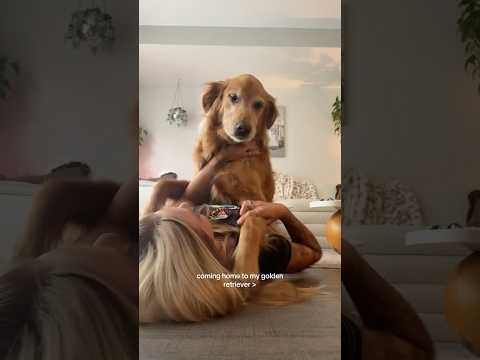 coming home to my golden retriever🥵 goldenretreiver dog ind…