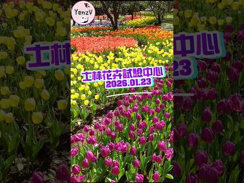 士林花卉試驗中心茶花展 taipei taiwan Camellia flowers tulip bee サムネイル