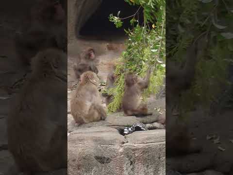 shorts ニホンザル　浜松市動物園 サムネイル