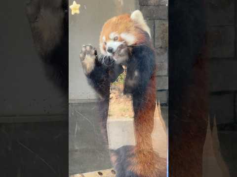 shorts とにかくカワイイ ニーコちゃん　レッサーパンダ　浜松市動物園にて　2026年3月15日 サムネイル