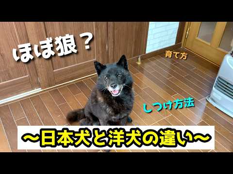 日本犬と洋犬の違いを徹底解説【もはや別種？日本犬が野生的すぎる理由】 サムネイル