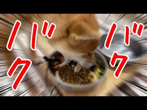 軟骨丸呑み！フードアグレッシブ発動？お兄ちゃんが来て大急ぎな柴犬小夏　ASMR サムネイル