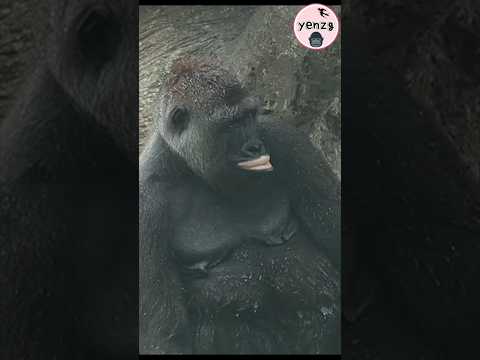Funniest gorilla 🤣 gorillatag taipeizoo 金剛猩猩 台北市立動物園 funnya…