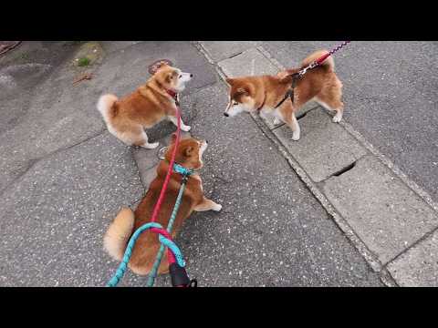 2026年5月7日(木) 一年越しのご紹介、柴犬のりゅう君です【NEWフレンド】