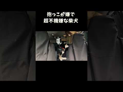 抱っこが嫌で超不機嫌な柴犬 サムネイル