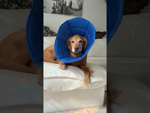 coming home to my golden retriever🥵 goldenretreiver dog ind…