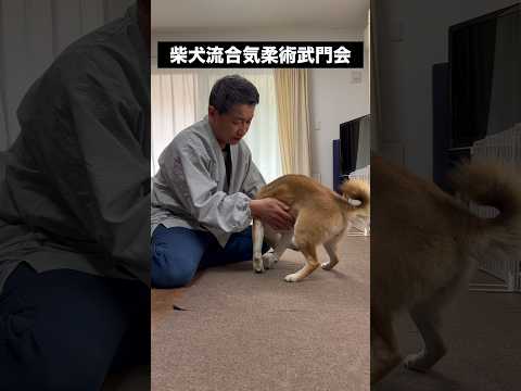 柴犬とん君と「ほぼ触れてないのに、人が投げられたりするアレ」をやってみた　　柴犬　柴犬とん サムネイル
