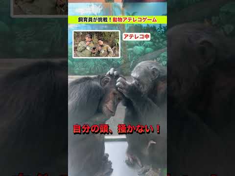 飼育員がアテレコに挑戦！【チンパンジー🐵編】 サムネイル