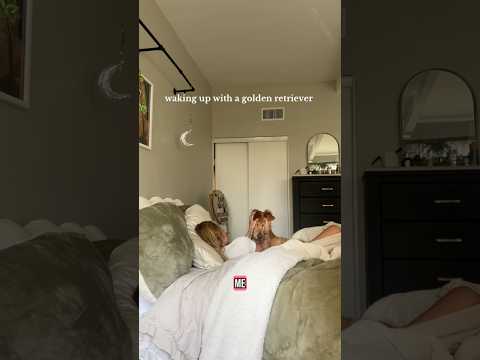 coming home to my golden retriever🥵 goldenretreiver dog ind… サムネイル