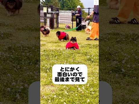 完全に当たったつもりの犬、何もない所で転ぶ😂　ポメラニアン　犬　かわいい犬 犬のいる暮らし 面白い サムネイル