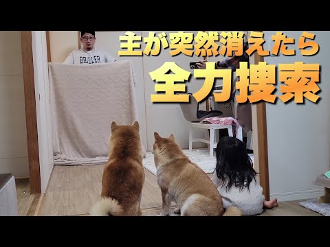 主が目の前で突然消えたら…２歳児娘＆柴犬たちの全力捜索が可愛い サムネイル