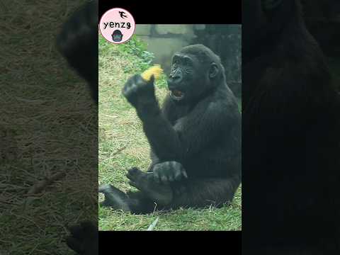 cute gorilla enjoy corn 😋 gorillatag taipeizoo 金剛猩猩 他台北市立動物… サムネイル