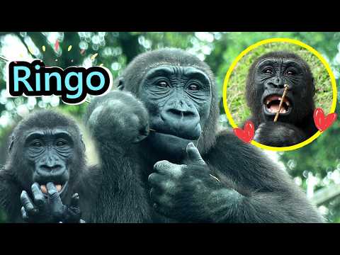 Gorilla Ringo - Best Moments & Highlights '25-'26 w/ Jabali…