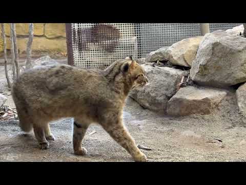 ゴロん ビワくん　アムールヤマネコ　那須どうぶつ王国にて　2026年2月1日 サムネイル