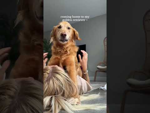coming home to my golden retriever ♥️ goldendog dog puppy g… サムネイル